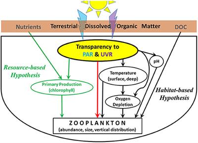 Habitat-Mediated Responses of Zooplankton to Decreasing Light in Two Temperate Lakes Undergoing Long-Term Browning